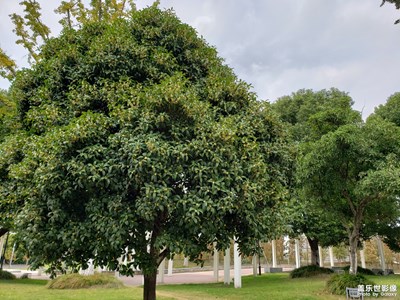 十月金桂飄香：三星Galaxy Note9鏡頭下的桂花