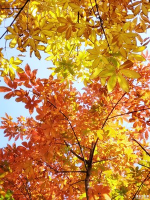 【為中國添色】秋色 (大眾組)