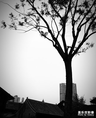 樹 ， 其它