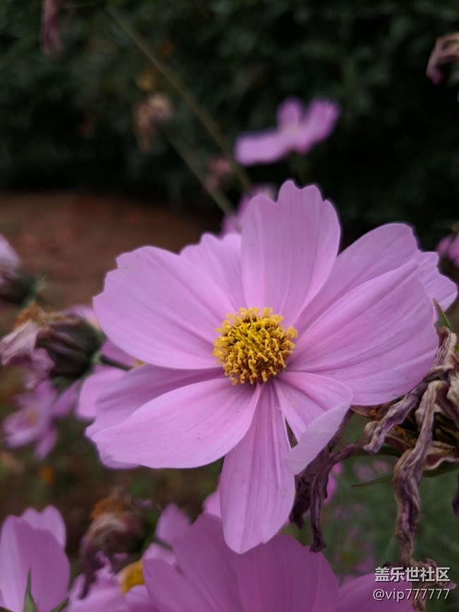 隨手拍-谷歌原生攝像APP