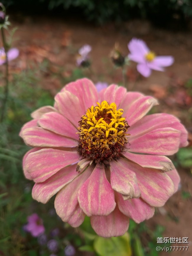 隨手拍-谷歌原生攝像APP