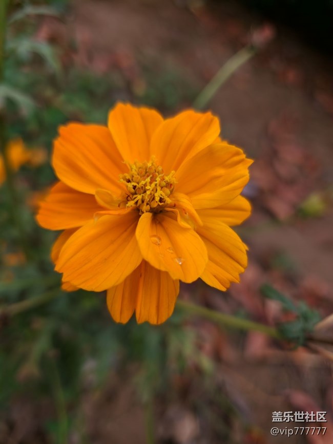 隨手拍-谷歌原生攝像APP