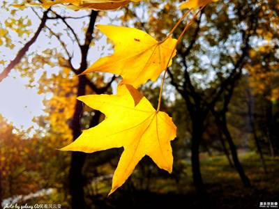 【夕照楓葉谷】