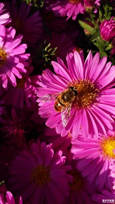花園里的小蜜蜂