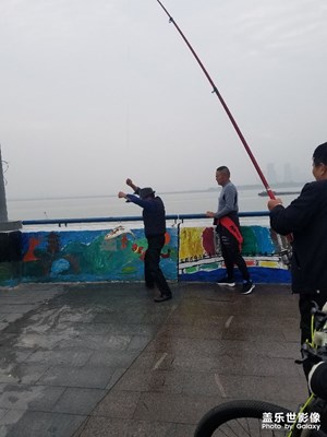 杭州錢塘江里的魚真不少!