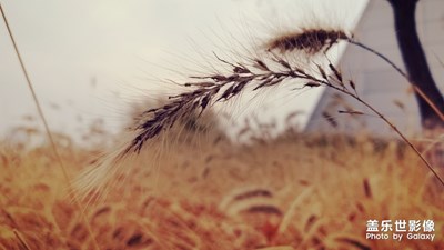 世園會(huì)秋游