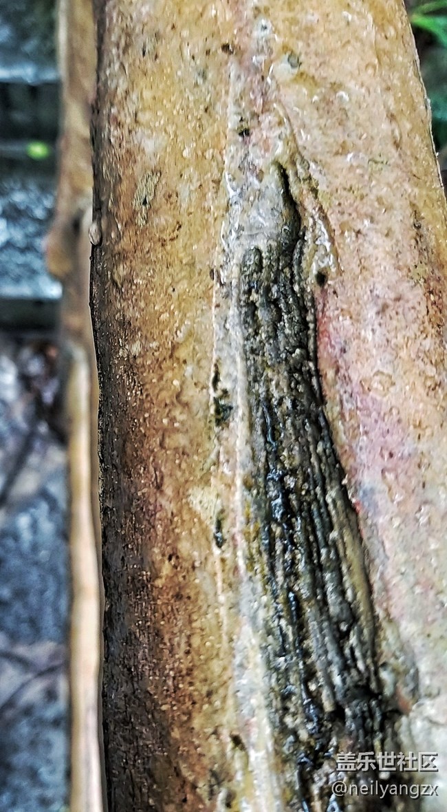 【A9s 一機(jī)走天下】+你所不了解的武隆仙女山 【A9s 一機(jī)走天下】+你所不了解的武隆仙女山