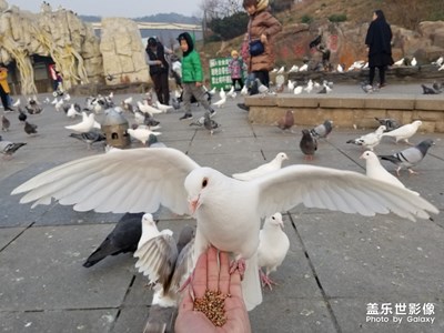隨手拍  喂鴿子