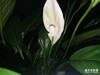 綠茵叢中