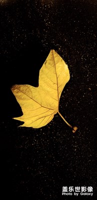 葉子星空