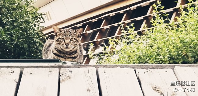 路邊的一只小貓咪