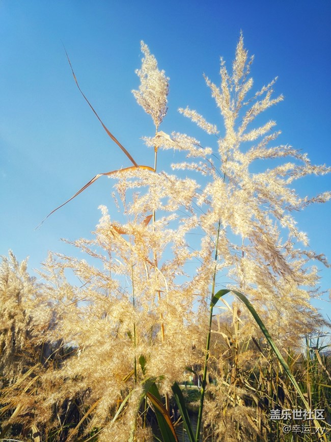 【A6s星粉體驗(yàn)團(tuán)】三星Galaxy A6s拍照體驗(yàn) 【A6s星粉體驗(yàn)團(tuán)】三星Galaxy A6s拍照體驗(yàn)