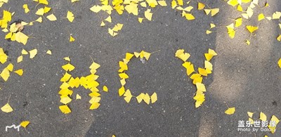 銀杏的季節(jié)