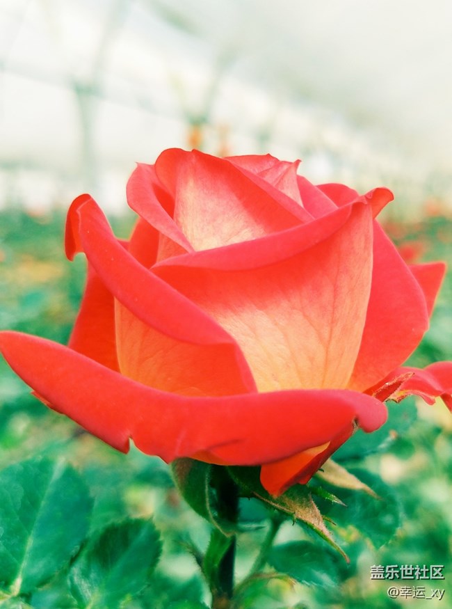 【A6s星粉體驗(yàn)團(tuán)】掌中驚艷，性價(jià)比極高的智能手機(jī)