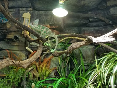 大連森林動物園之行