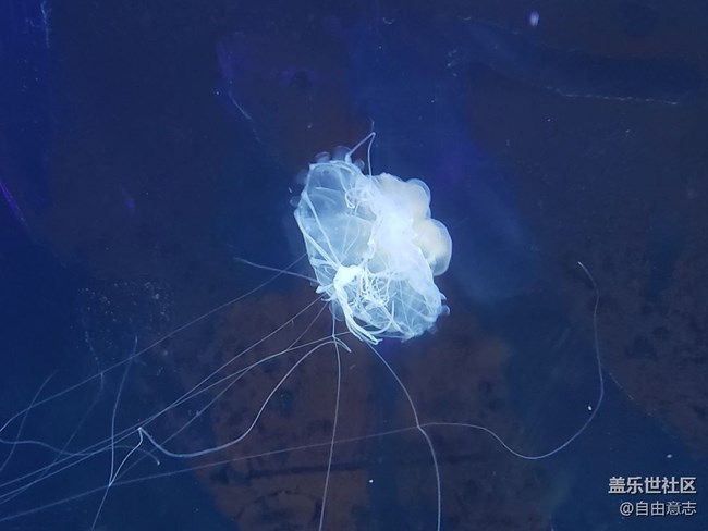 花80塊錢拍的水母！