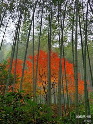 【緯度的色彩】+紅色秋楓