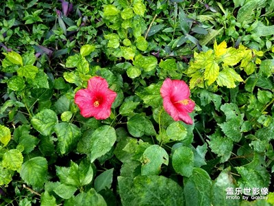 探尋熱帶雨林的花草樹(shù)木