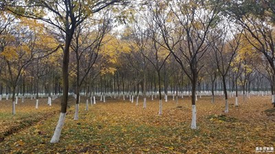 風(fēng)雨中看紅葉彩林