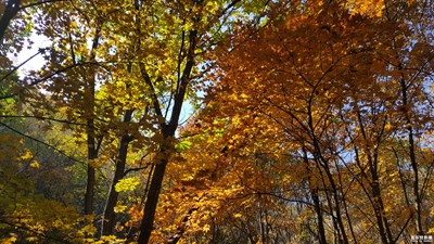 【緯度的色彩】+北平的秋天