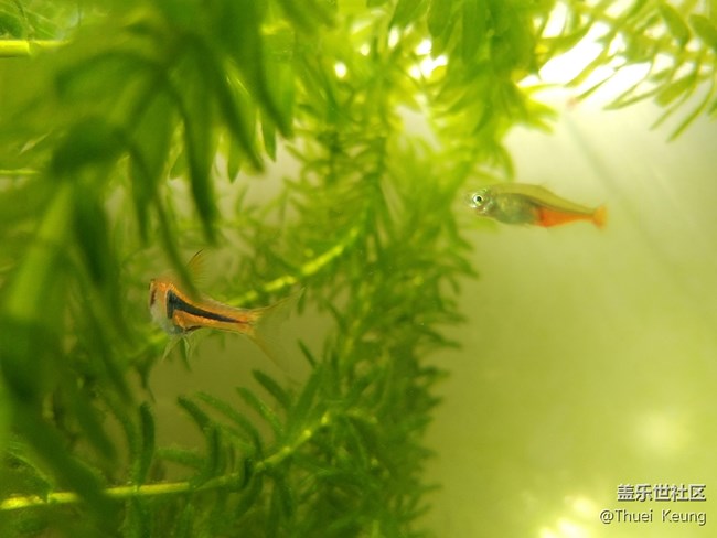 【A6s星粉體驗團】潮流單品—A6s體驗