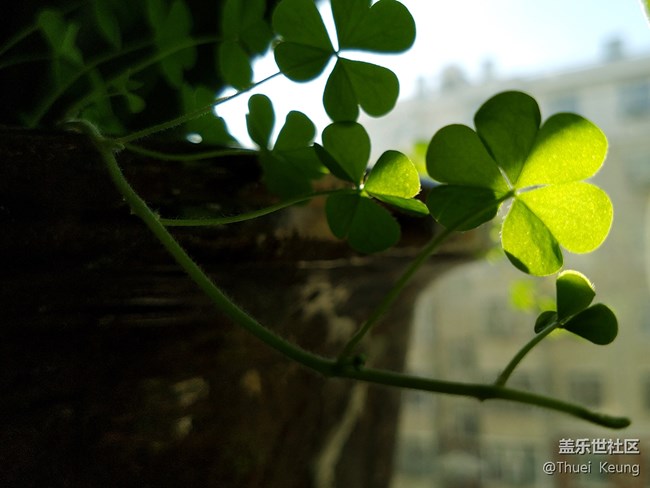 【A6s星粉體驗團】潮流單品—A6s體驗