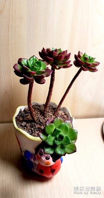 這是啥花。。。。。。。。。。。