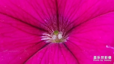 一組紅花憶秋色