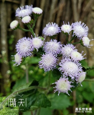 手機相片加適當后期……