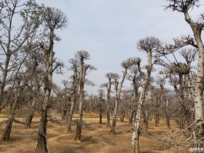 【回首2018】+我的腳步