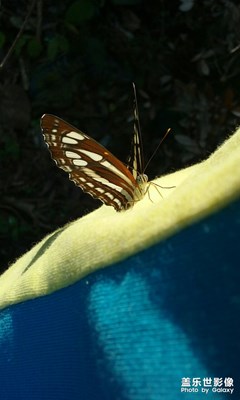 蝴蝶落在我衣服！