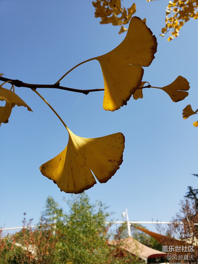 小S9之秋的隨拍 秋意