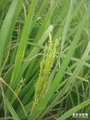 南方水稻~福建詔安