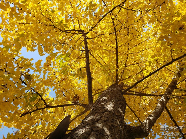 小S9之秋的隨拍 秋意