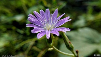 【清新記憶】+清新