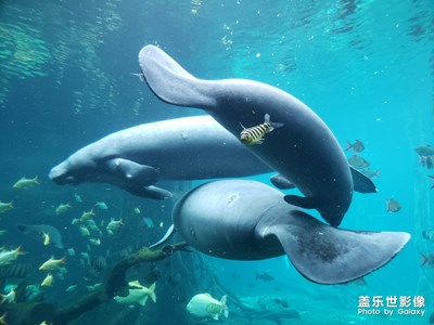 【回首2018】+海洋世界