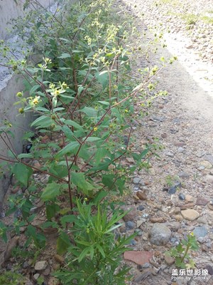 【回首2018】＋草的堅強態(tài)度