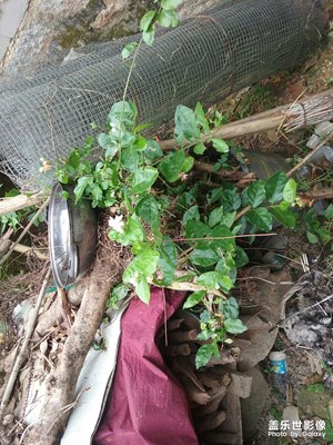 茉莉花，了解一下