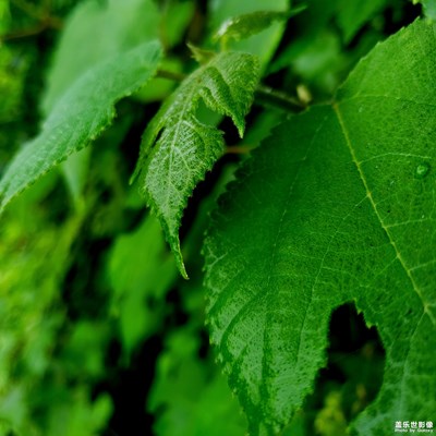 【三星帶你游云南】Photo By Galaxy