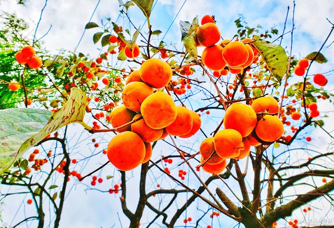 【手機里的美食】+鄉(xiāng)村的綠色食品