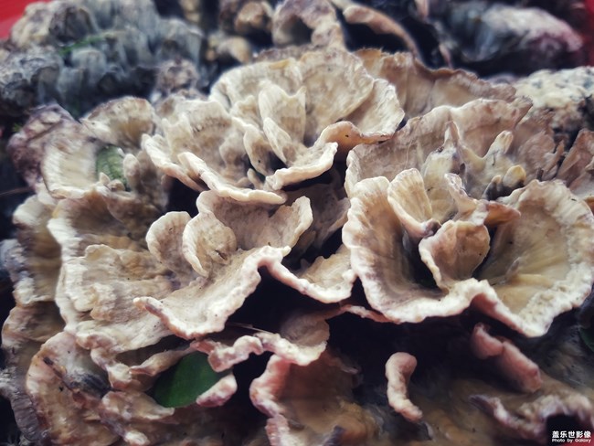 【手機里的美食】+鄉(xiāng)村的綠色食品