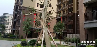 大紅燈籠高高掛