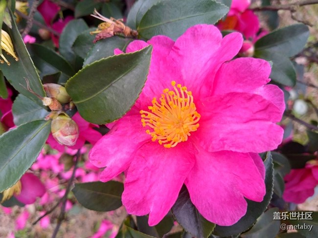 【A6s星粉體驗團】三星Galaxy A6s暢玩吃雞王者不卡頓