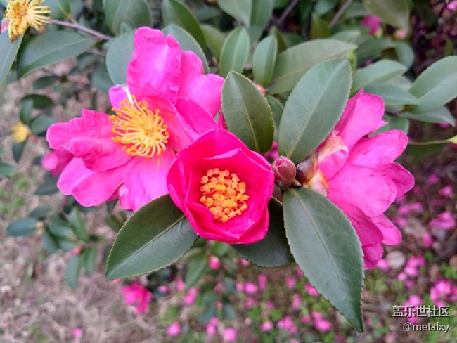 【A6s星粉體驗團】三星Galaxy A6s暢玩吃雞王者不卡頓