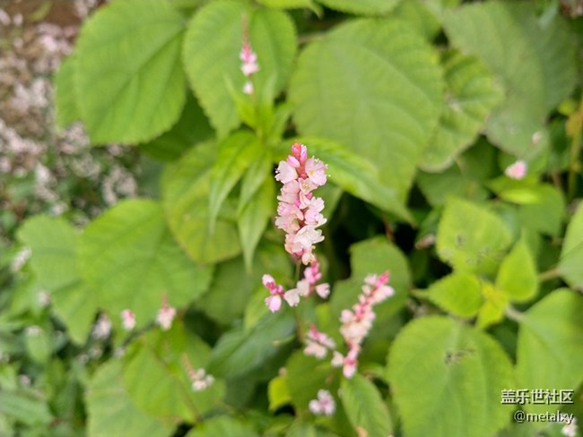 【A6s星粉體驗團】三星Galaxy A6s暢玩吃雞王者不卡頓