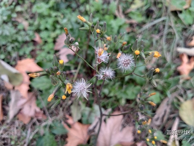 【A6s星粉體驗團】三星Galaxy A6s暢玩吃雞王者不卡頓