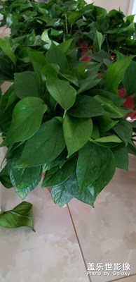 牛9隨意拍，哈哈哈！