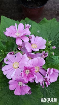 【開門紅】+萬紫千紅開新年