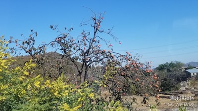 碩果累累紅燈籠