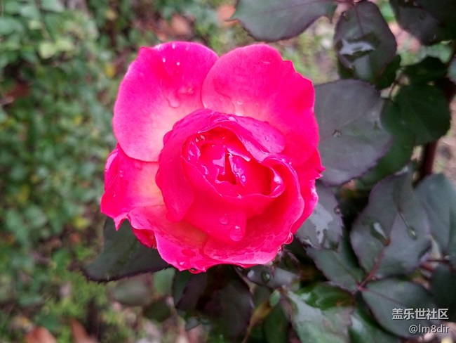 【A9s星粉體驗團】2019年的第一次玩機 魅力“四攝”三星A9s